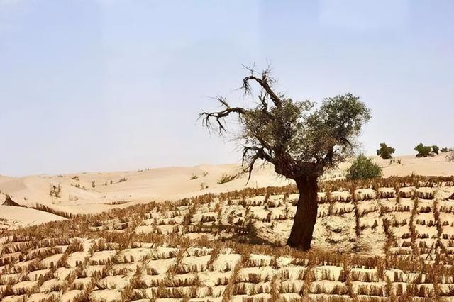 月薪8000留不住人，牧民靠万亩草场维生，新疆的上限下限超乎想象