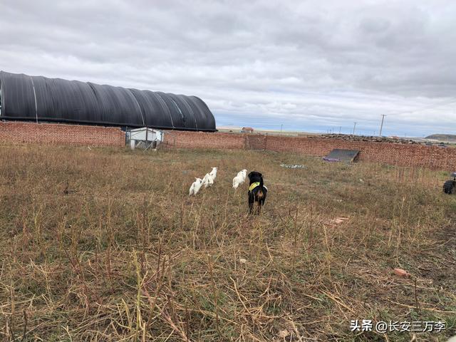 北上大草原第8站：贡格尔草原生活体验一天