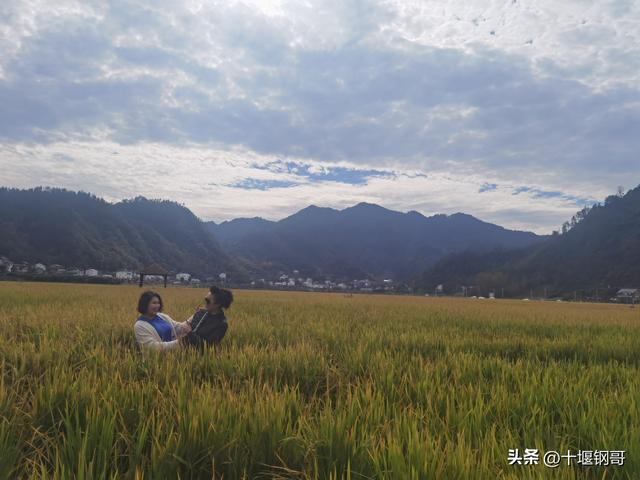 千年古麇，菊香五峰！十堰市郧阳区东峰村万亩菊花震撼盛开太美了