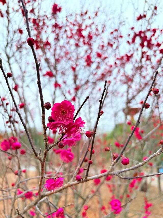 赏花 │ 去贵州农博园开启一场“寻梅之旅”！