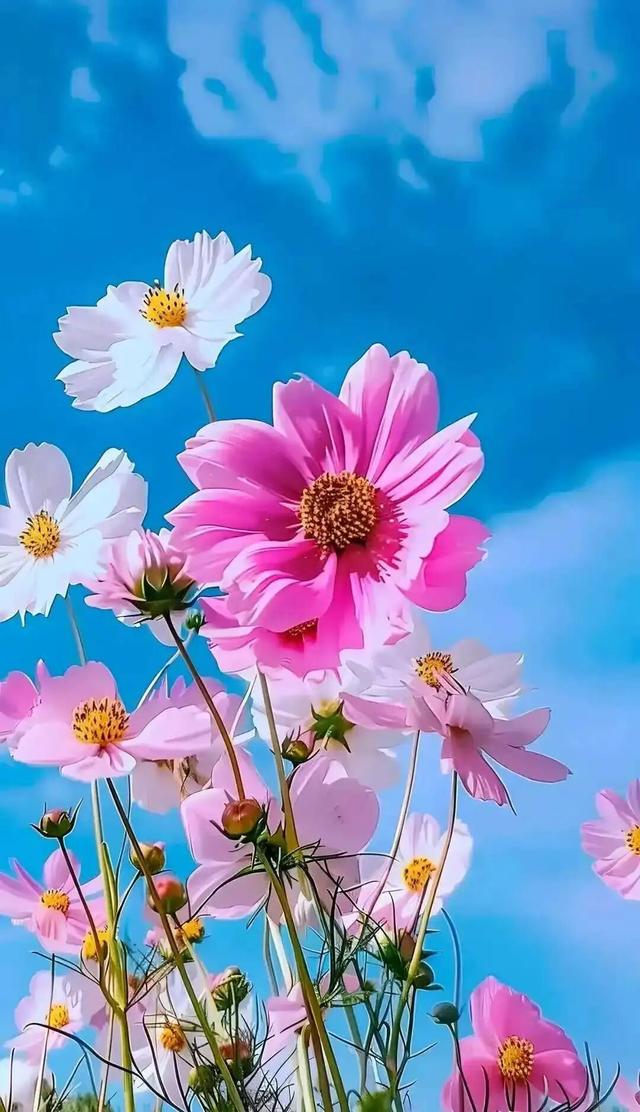 这个周末，来遵义打卡格桑花