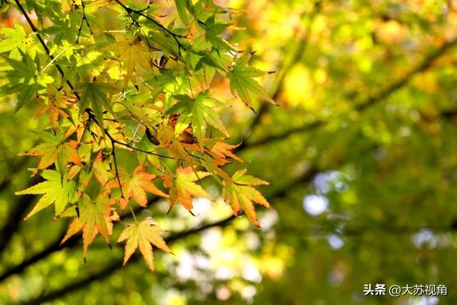 江苏秋日0元赏秋指南！15个反内卷秘境，全域美景不花1分钱