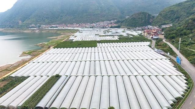 汉源有个月亮湾，月亮湾有个千亩葡萄观光采摘园