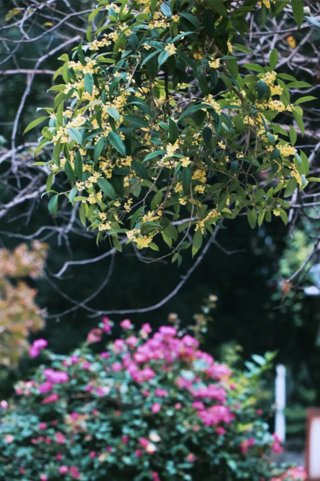 熟悉的香味已就位～郫都的桂花开好了！