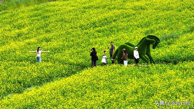 张掖民乐：祁连山下万亩油菜花开引客来