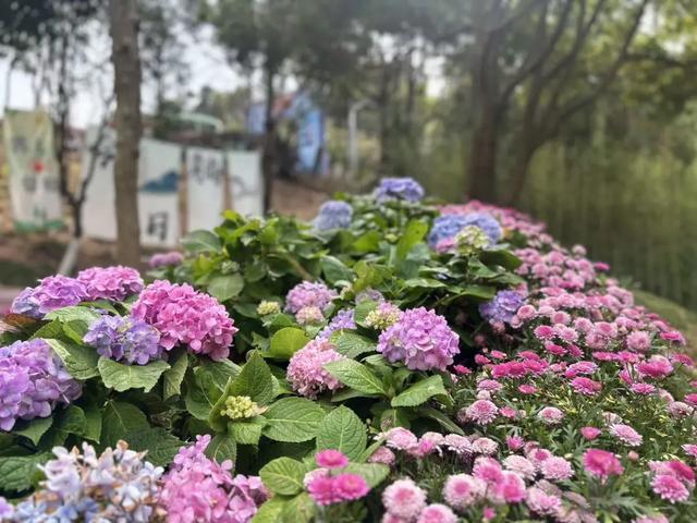 大年初六,迎六顺!观音山上众多游客接福接顺,解锁新春顺心游