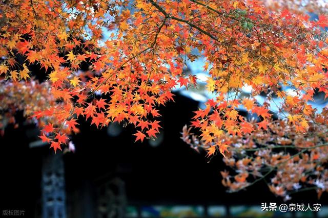 大雪——冬季第三个节气