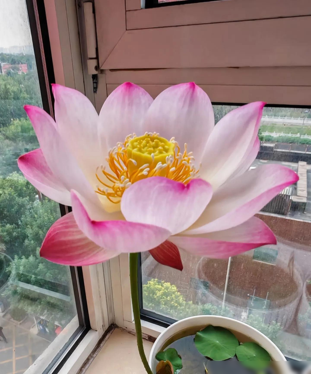 北京一户人家因阳台“荷花开花太美”走红，网友羡慕的都说卷了
