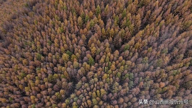 金秋五台山 醉美山色入画来