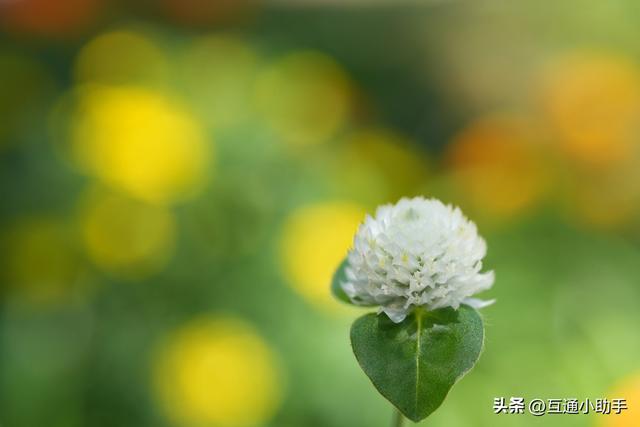 腾龙 90mm F/2.8 Di III MACRO VXD 上手使用体验