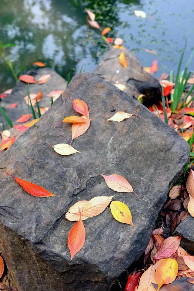 龙光塔下丨断桥与红枫的秋恋