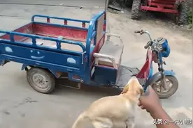 笑不活了，男子被狗追着咬，回家摇自家狗来帮忙，网友：人仗狗势图片