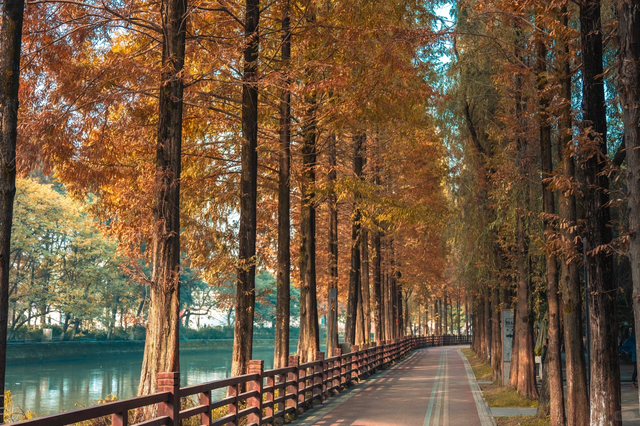 快收藏！成都秋天唯一想去N次的公园，小众超出片，就在郫都区！