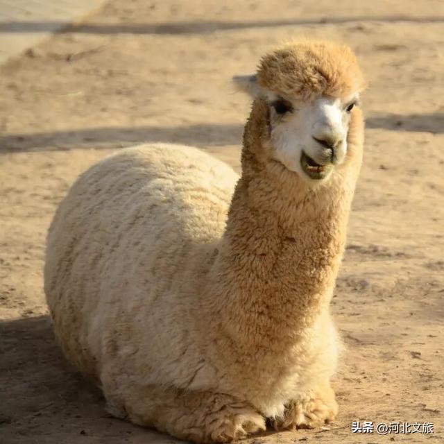 在保定，体验真实版“疯狂动物城”！