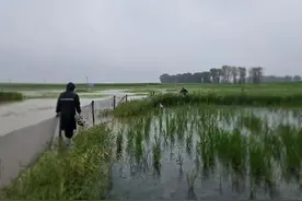 赞！查干湖保护区管理局救助“落难”白琵鹭图片