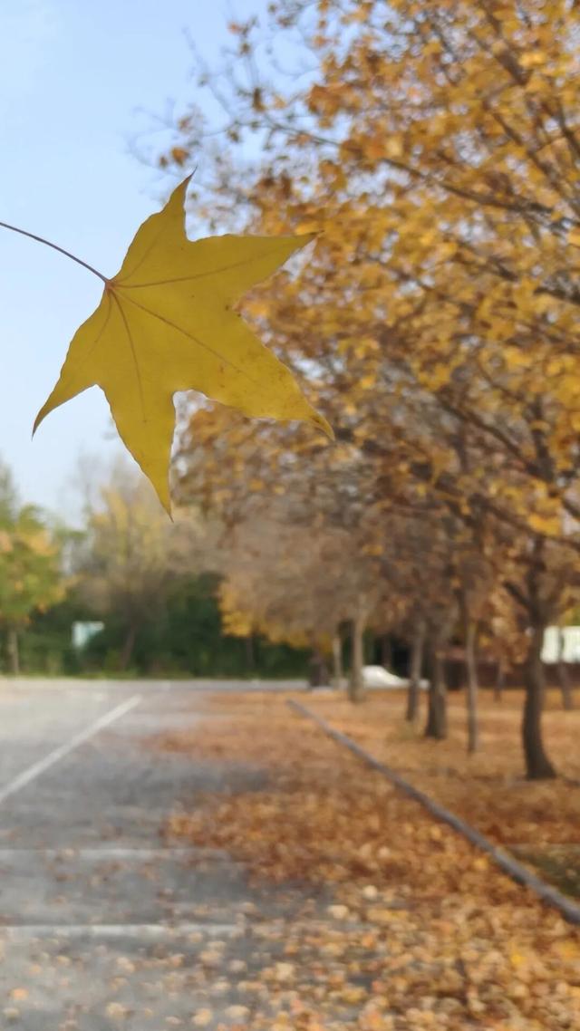 秋去冬来，邀您看红荷湿地的层林尽染，落叶如诗~~~