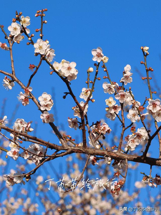 永泰赏梅花期最后10天新发现彩虹路 梅花道‼️穴利轻松游