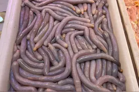 广州最“恐怖”的10种黑暗料理，看起来很反胃但十分美味图片