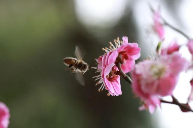 光影遇梅香！成县文旅春日上新啦