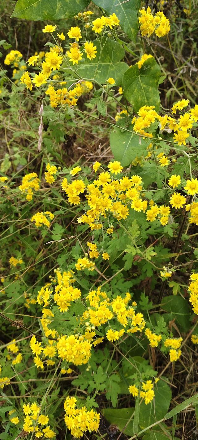 探访博山源泉郑家庄月亮门象鼻子山