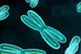 人寿命的长短，一般是遗传父亲，还是母亲的？图片
