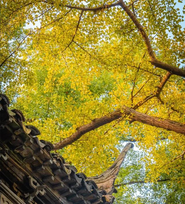 江苏“洪武银杏”变黄了，650年没结过果，但43年前却结出7粒白果