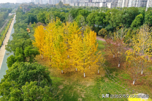 芦花不够看？江滩的银杏已经美疯了！