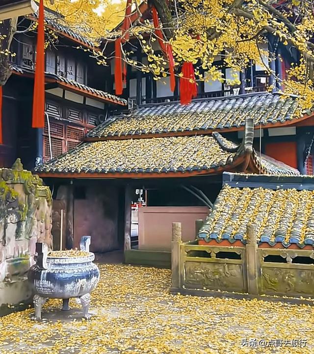 成都这5大千年银杏，超级惊艳，其中一株相传是杨贵妃种植！