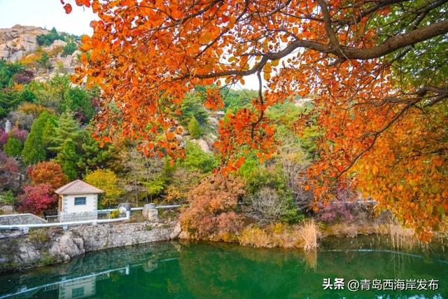 走不出这画了，我已被西海岸的秋景迷倒 🥹