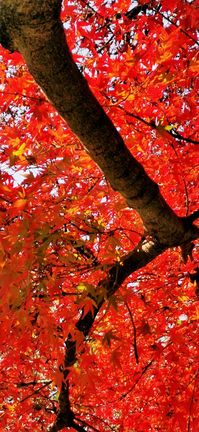 视觉画册｜醉美畲乡景宁：一季枫红燃情似火，半河光影温润如诗