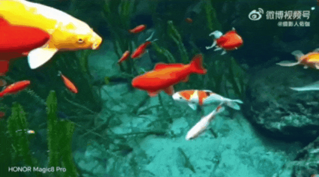 被济南泉水下的世界惊艳到了！