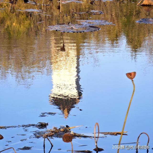 金柳，最后的一抹秋色