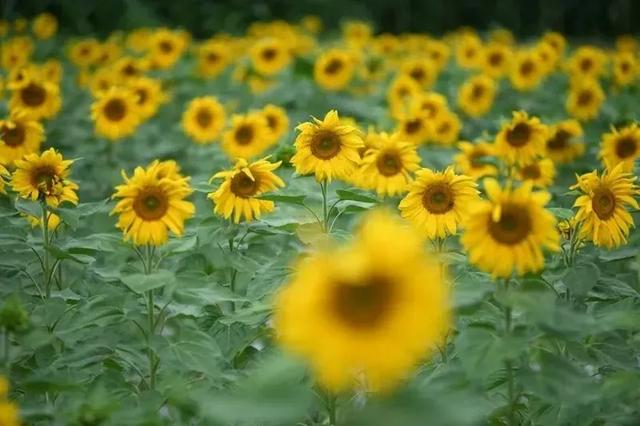 乡游黔中 · 百里杜鹃管理区 兴隆村丨秋色染杜鹃岭,山野果香醉清风