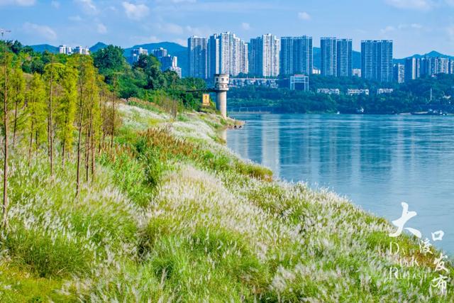 梦幻绝美!大渡口藏着一大片芦苇花海,现在去正好