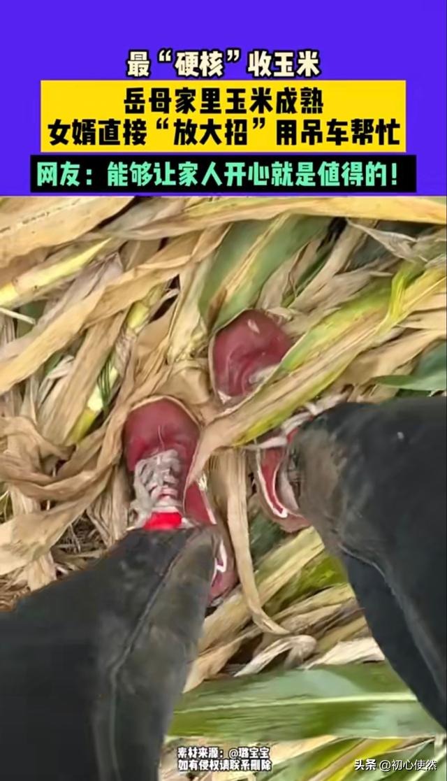 河南女婿太硬核！用吊车帮岳母收玉米，全网夸赞