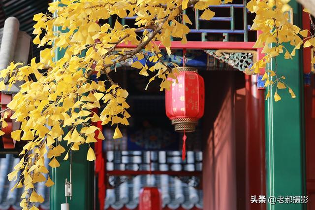当古建红 遇上银杏黄，是深秋最动人的调色盘