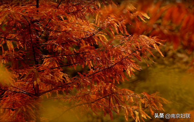 人在南京，红叶正盛，等你来～