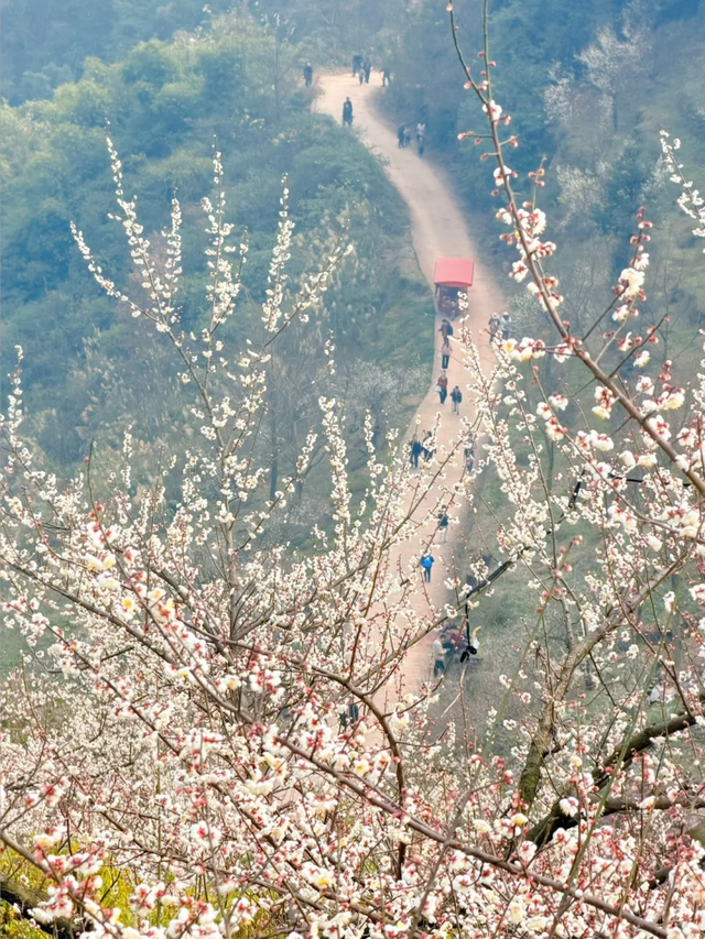 成都青梅花已开，10条爆火赏梅徒步线亲子友好，速速收藏！