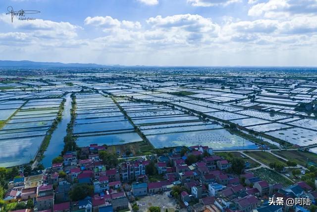 路过南京时惊喜不断,无意间领略了“一蟹两虾”养殖区的风光潋滟