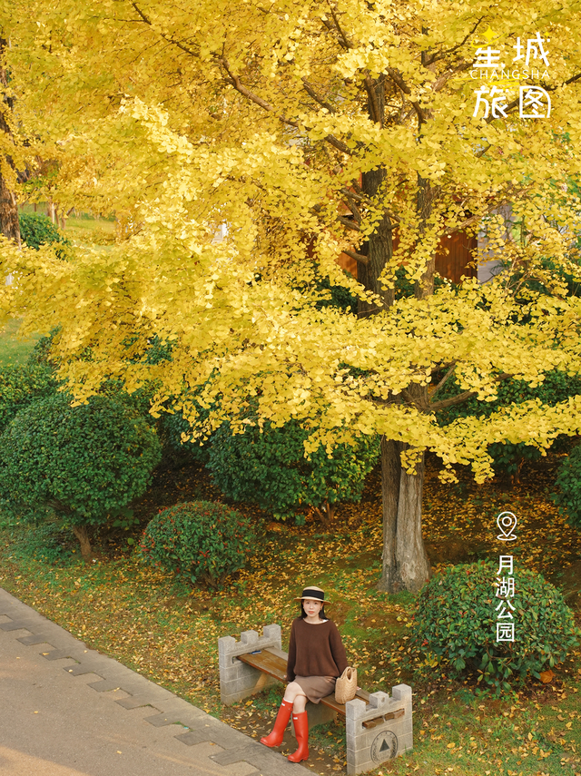 星城鎏金，银杏逐光