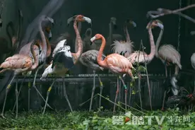 上新！重庆动物园迎来一批新成员 包括美洲红鹮、古巴火烈鸟图片