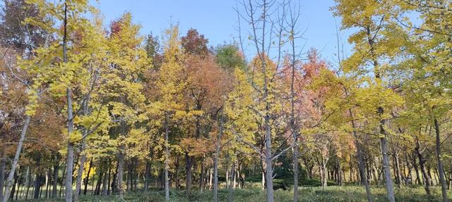初冬味道！森林公园景色如诗如画，快来感受五彩缤纷的美丽画卷！