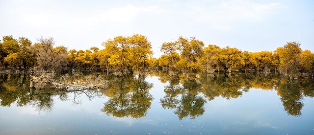 新疆沙雅：金秋邂逅“醉”美胡杨 470万亩金色林海迎观赏佳期