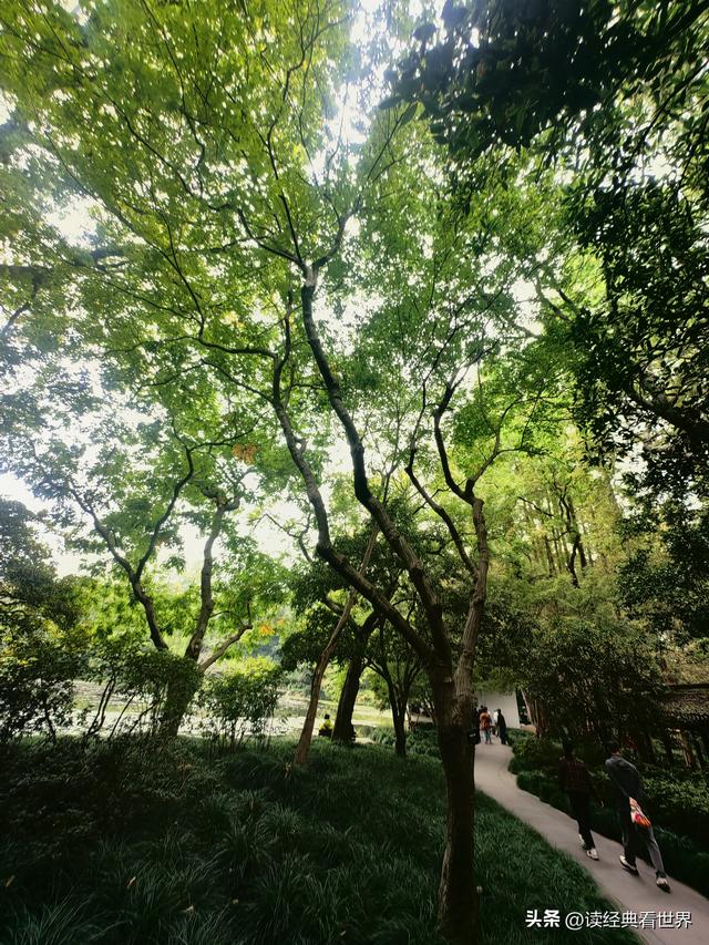 杭州植物园的菊花展——一场关于菊花的饕餮盛宴（一）