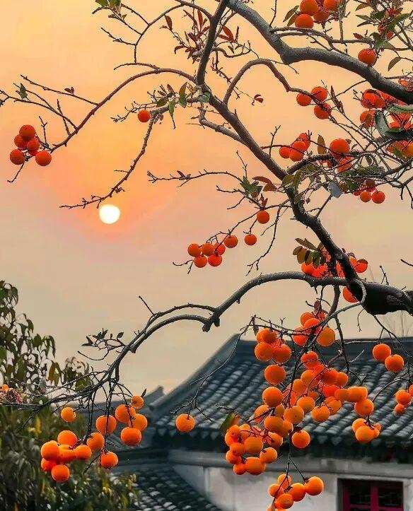 河南处处“柿”风景！