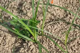 农田抗性杂草香附子怎么治？用好4类除草剂，灭草除根效果好！图片