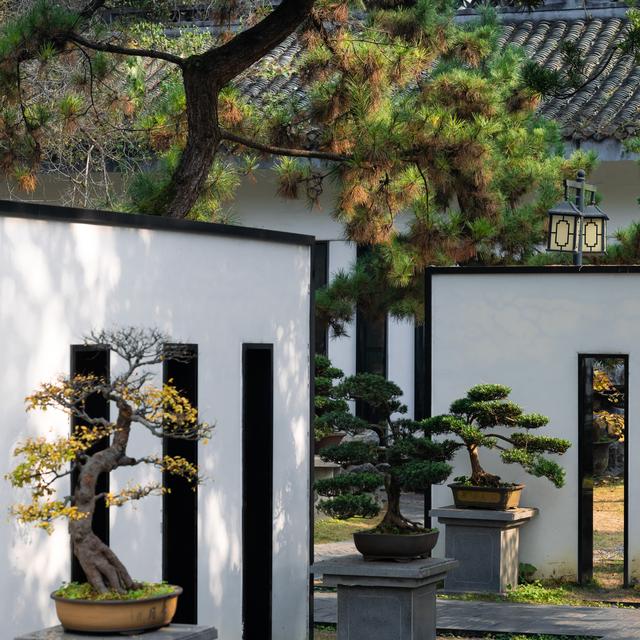 独爱成都百花潭！800 年银杏染秋，登散花楼解锁城市安逸时光