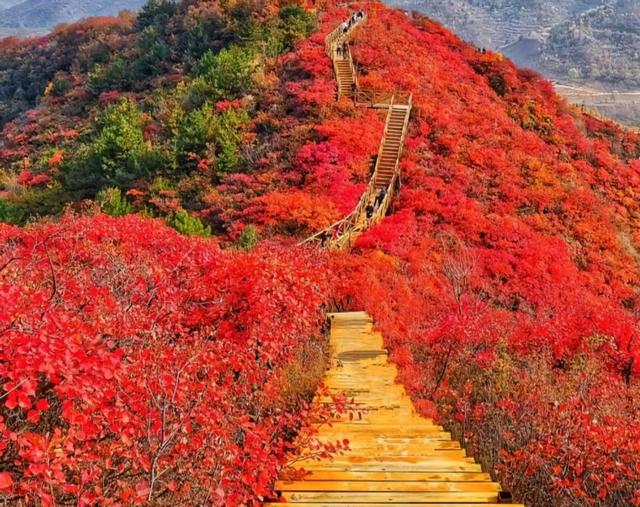 北京香山红叶