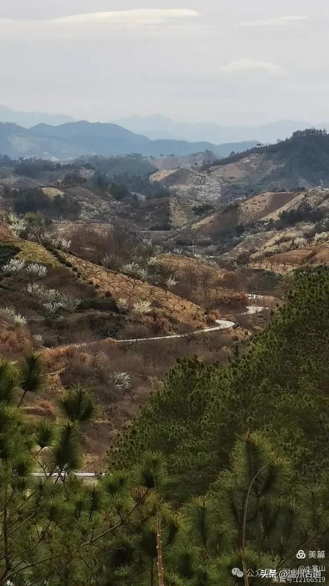 著名的赏李花胜地！这个书圣王羲之后裔居住地的千年古村你可去过