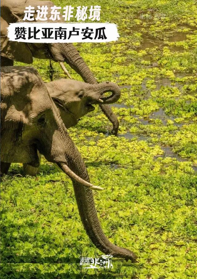 连穿五国，东非Safari！一次前所未至的旅行，人生清单再完成一项